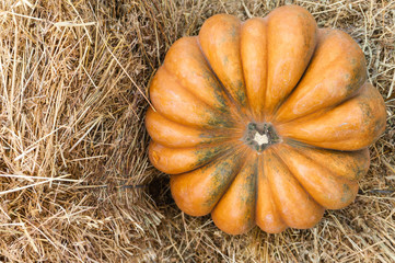 Autumn composition with ripe pumpkin Thanksgiving holiday concept. Autumn harvest, fall vegetables. texture for design