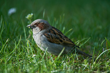 Sparrow looking for food in the grass