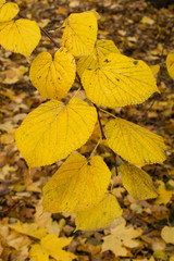 Bright yellow linden leaves on a branch