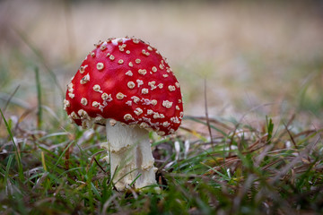 Amazing Amanita muscaria in grass - poisonous toadstool