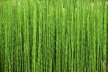 画面いっぱいの縦長の緑色のトクサ