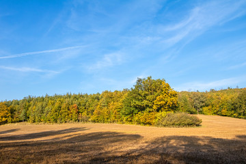 Dry pasture and autumnal colorful forest under blue sky