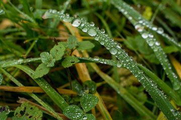 Fototapeta na wymiar Green grass with transparent water drops 