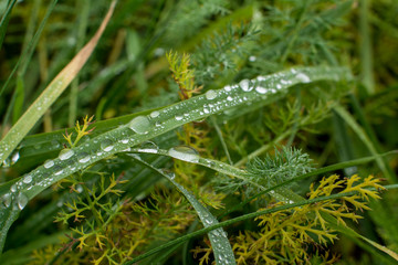 Water drops lie on green grass 