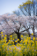 Fototapeta premium 東京都渋谷区代々木の公園の桜と菜の花