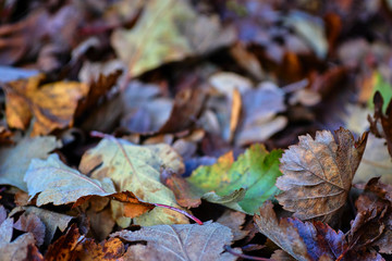 Continuous field of autumn leaves in shallow focus