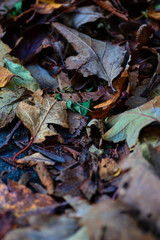 Continuous field of autumn leaves in shallow focus