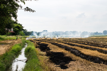 Thai rice farmer, rice field, smoke