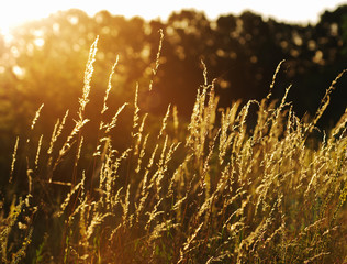 dry grass at sunset on a warm summer evening