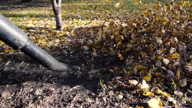 Worker blowing leaves in autumn season using machine blower