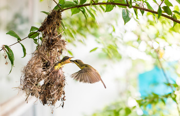 Birds in the nest hummingbird on a tree