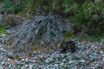 BROWN BEAR - OSO PARDO (Ursus arctos), Fuentes del Narcea, Degaña e Ibias Natural Park, Asturias,...