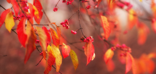 autumn leaves on tree