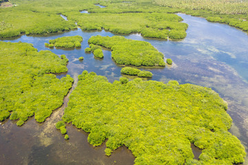 Mangroves, top view. Mangrove forest and winding rivers. Tropical background