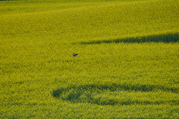 Stork flying over the rapeseed