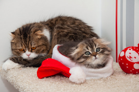 Portrait of a little kitten at Christmas. Two cats on a light background