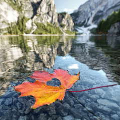 Blatt im Herbst im See