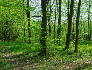Forest trees. nature green wood sunlight backgrounds