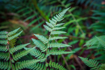 ferns in a forest in autumn - Filicophyta