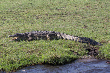 Nile crocodile on river bank