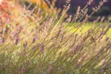 Lavender Plant Growing in a Sunny Garden