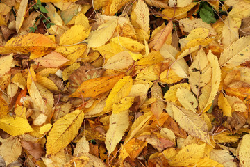 Yellow autumn leaves lie on the ground