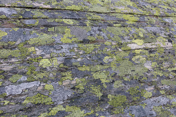 Green lichen on rock strata in Norway