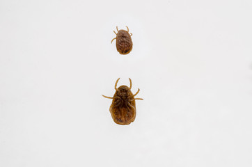 tick louse laboratory