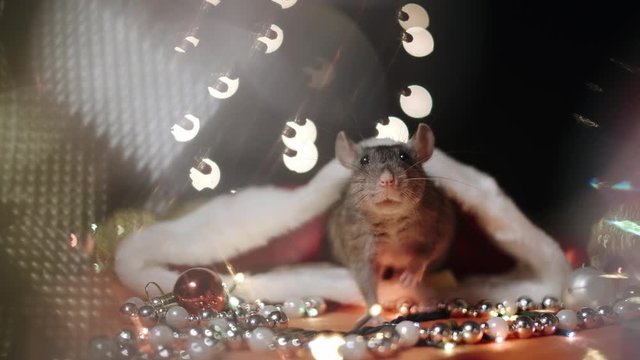Symbol of 2020, the rat sits on the background of a Christmas tree decorated. A gray rat sits in a house on a background of bright lights. Beautiful bokeh. Black background. New Year concept.