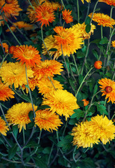 Colorful orange autumnal chrysanthemum background