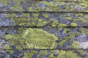 Green lichen on rock strata in Norway