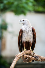 portrait of an eagle Hunter