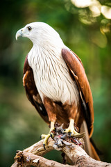 Eagle Hunter