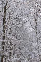 Winter snow covered trees background