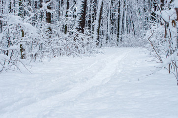 Winter snow covered trees background