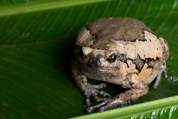 White frog on a green leaf background.