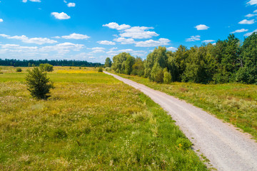 Fototapeta na wymiar Country road on a summer sunny day. Nature landscape