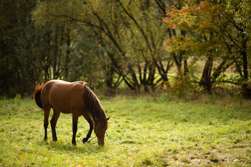 beautiful horse grazes in the autumn meadow