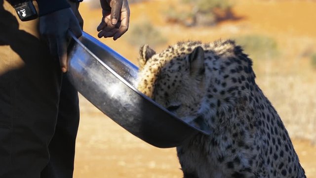Feeding and touching a cheetah