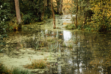 Summer landscape. swamp, marsh,quagmire, morass, backwater. An area of low-lying, uncultivated ground where water collects