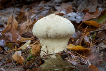 White Lycoperdon perlatum on the forest floor with autumnal foliage