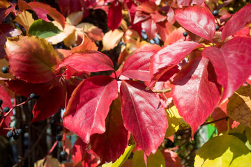 Winemaking - purple bunches and red leaves of wild grapes close-up on a sunny autumn day.