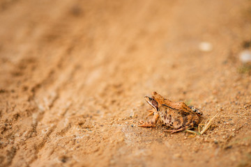 big frog on the road