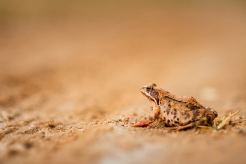 big frog on the road
