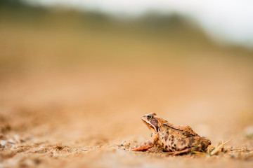 big frog on the road