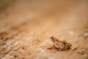 big frog on the road