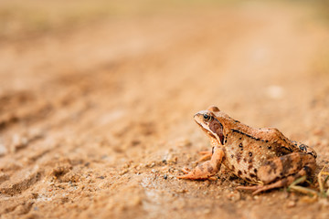big frog on the road