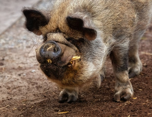 Kunekune Schwein (männlich)