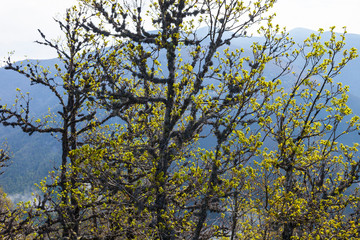 Fototapeta premium Pedunculate oak (Quercus petraea), Fuentes del Narcea, Degaña e Ibias Natural Park, Asturias, Spain, Europe