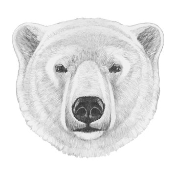 Portrait of Polar Bear. Hand drawn illustration. Vector isolated elements.